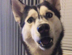 ddos攻击器安卓ios下载