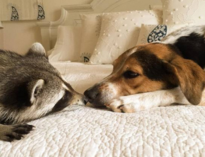 让生活更简单的ddos网页端源码