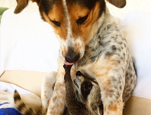 如何购买最便宜的ddos服务器攻击手段