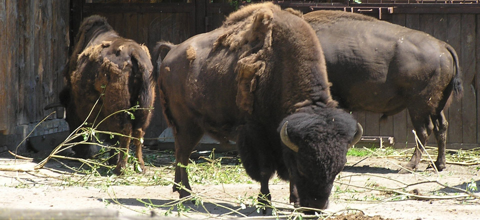 一键环境切换的Web漏洞扫描工具