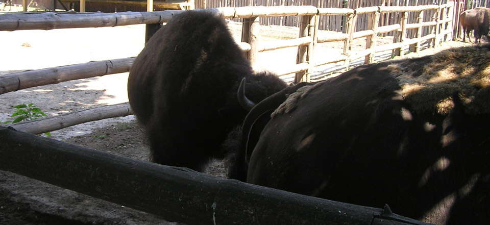 兑换网站稳定的doss网站攻击