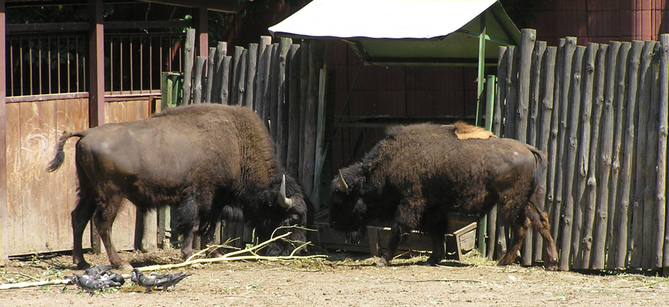 网站ddos隐藏源ip